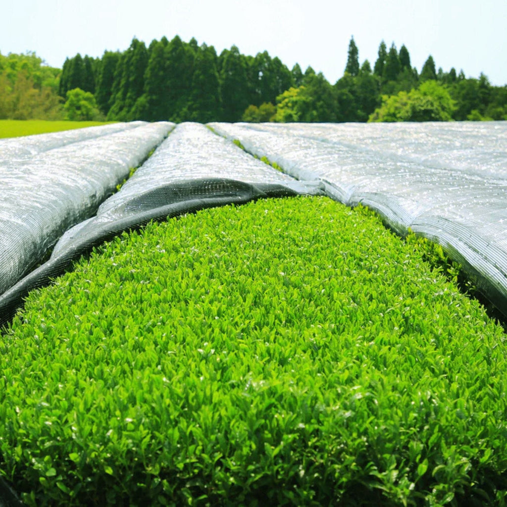Shaded tea fields shown by Rishi for Teahouse Matcha, Kagoshima, Japan