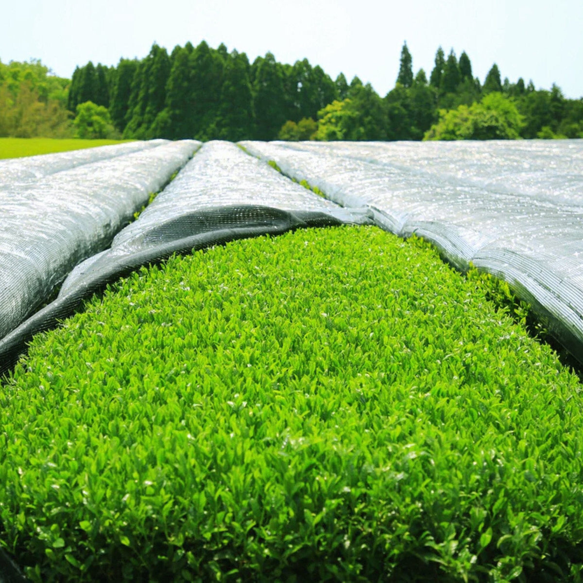 Shaded tea fields shown by Rishi for Teahouse Matcha, Kagoshima, Japan